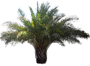 Canary Island Date Palm